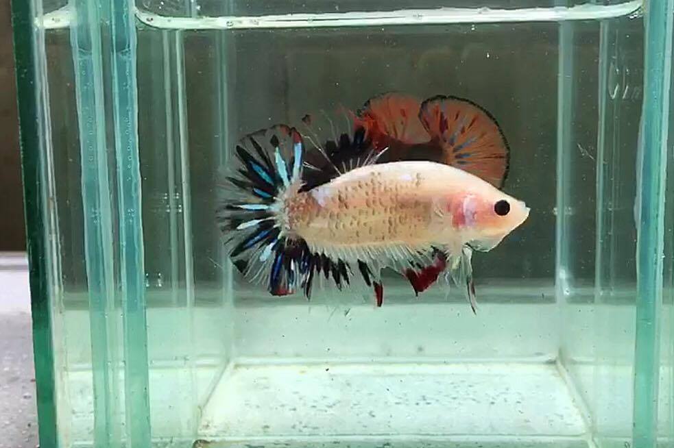 ปลากัดคัดเกรดครีบสั้น - Halfmoon Plakad Facny Dragon Quality Grade