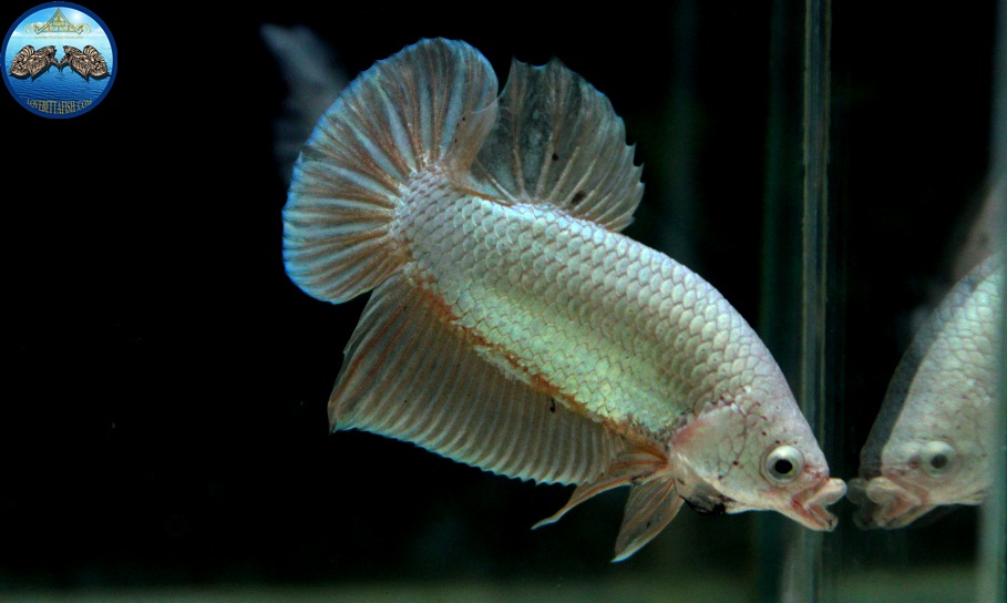 (ขายแล้วครับ)"คัดเกรด"ปลากัดครีบสั้น-Halfmoon Plakats Gold Dragon