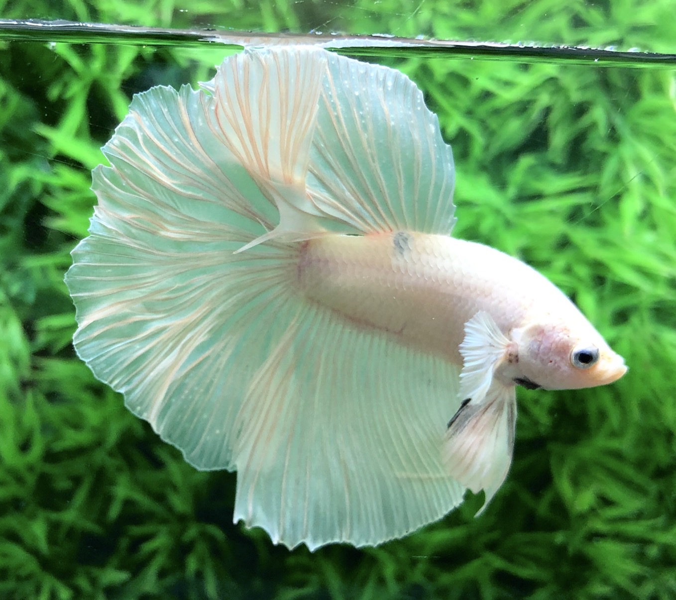 ปลากัดคัดเกรดครีบยาว - Halfmoon White Platinum Premium Quality Grade