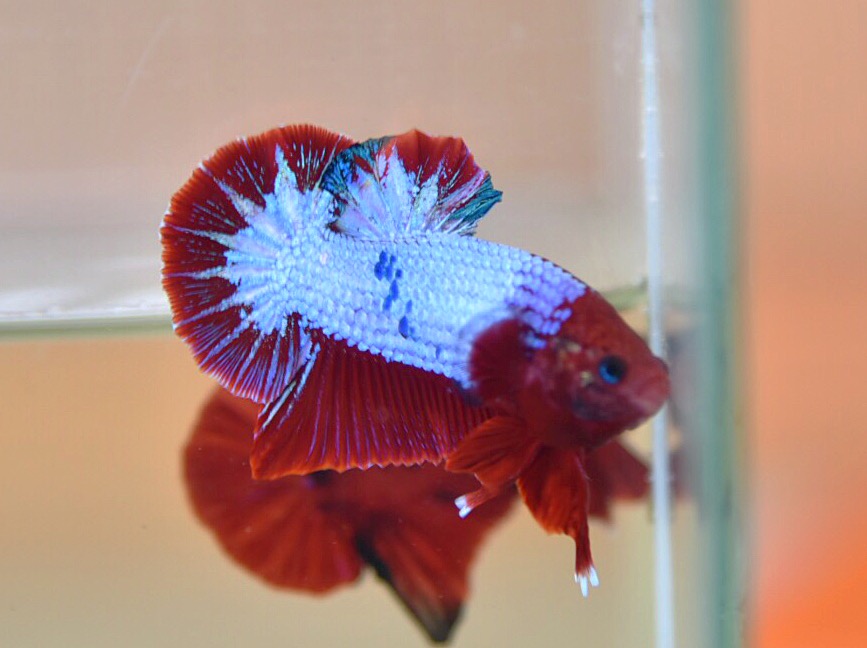 ปลากัดคัดเกรดครีบสั้น - Halfmoon Plakad Fancy Dragon Premium Quality Grade
