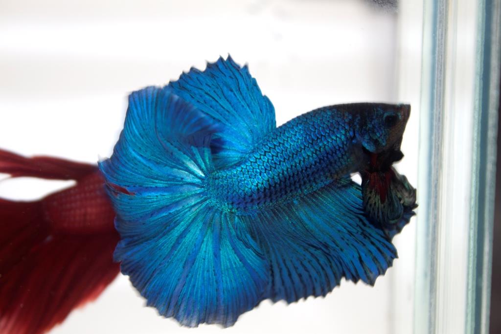 ปลากัดครีบยาวหางพระจันทร์ครึ่งดวง - Halfmoon Premium Quality Grade Super BlueGreen
