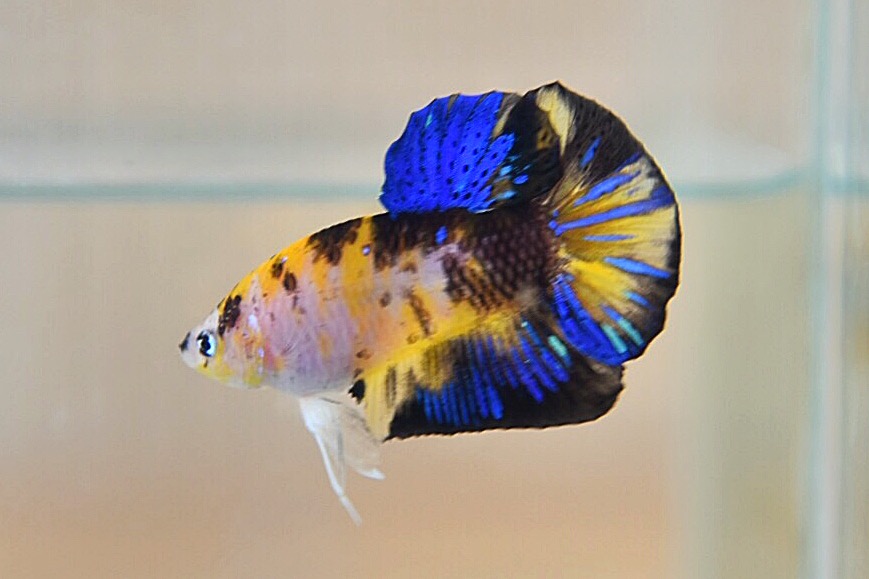 ปลากัดคัดเกรดครีบสั้น - Halfmoon Plakad Fancy Tiger Quality Grade