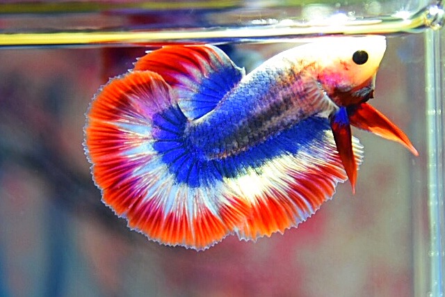 “ลายธงชาติสีสวยฟอร์มคัด”ปลากัดคัดเกรดครีบยาว - Halfmoon Thailand Premium Quality Grade AAA+
