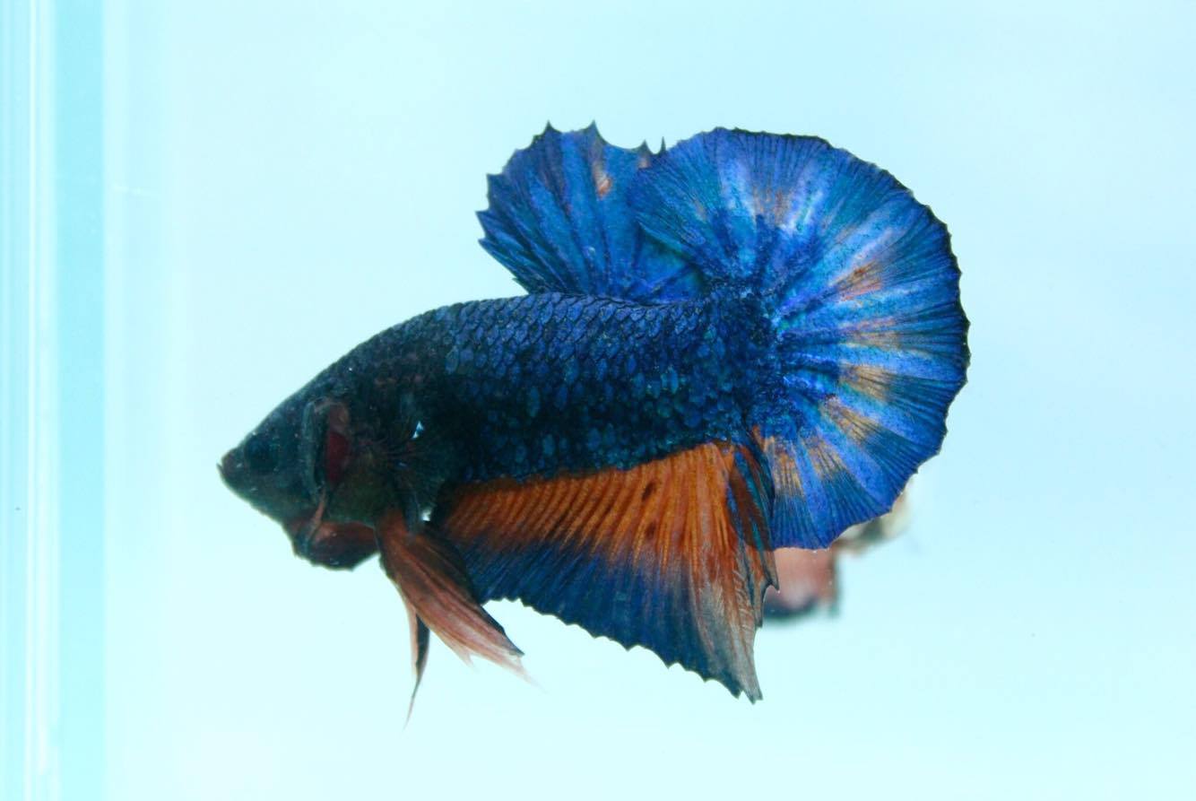 ปลากัดคัดเกรดครีบสั้น - Halfmoon Plakad Fancy Dragon Quality Grade