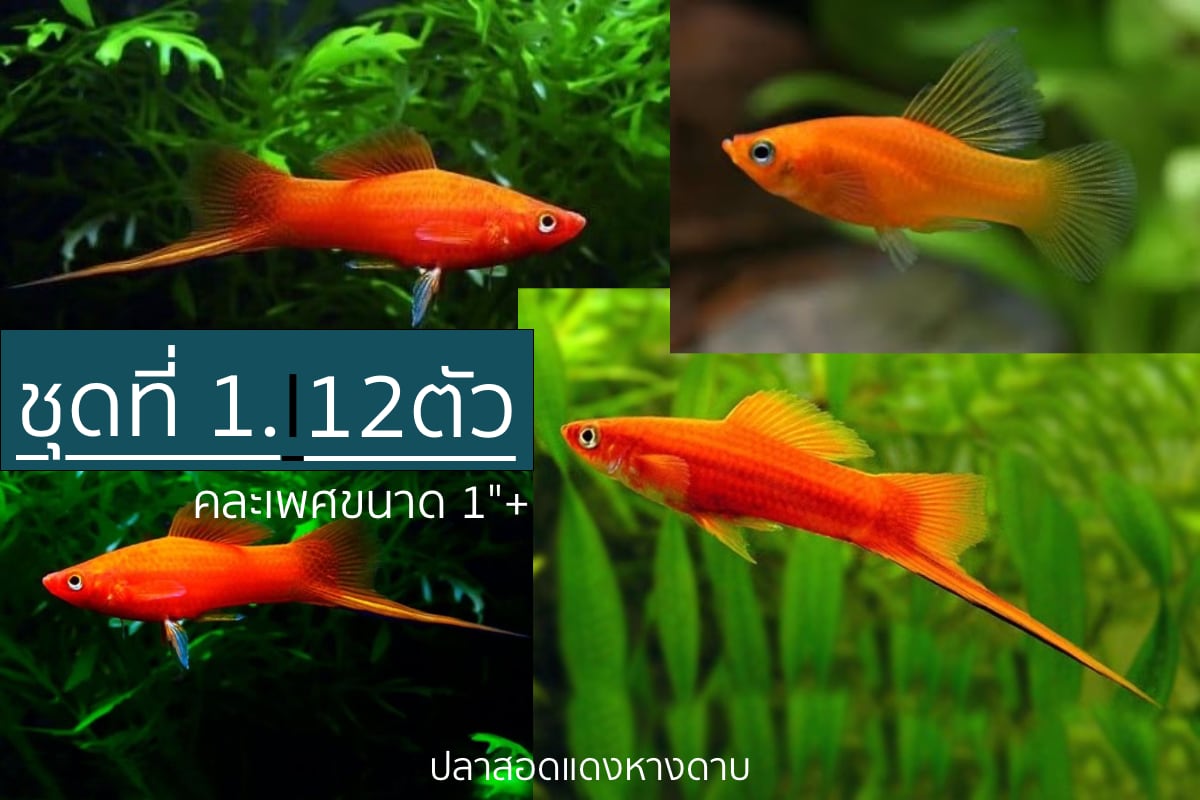 ปลาสอดแดงหางดาบคัดเกรด "ชุดที่ 1" - Red Sword Tails Fish Quality Grade