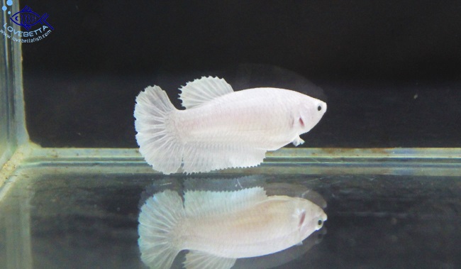 (ขายแล้วครับ)"คัดเกรด" Female White Platinum Grade AAA
