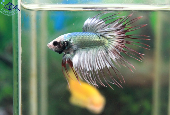 (ขายแล้วครับ)ปลากัดครีบยาวหางมงกุฏ-Crowntails Fancy Copper