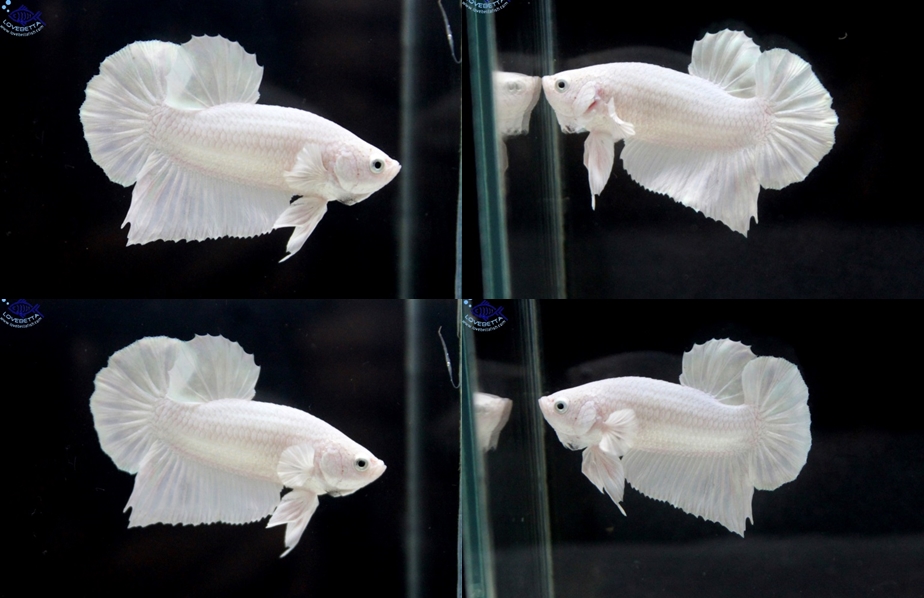 (ขายแล้วครับ)"คัดเกรด"ปลากัดครีบสั้น-Halfmoon Plakats White Platinum