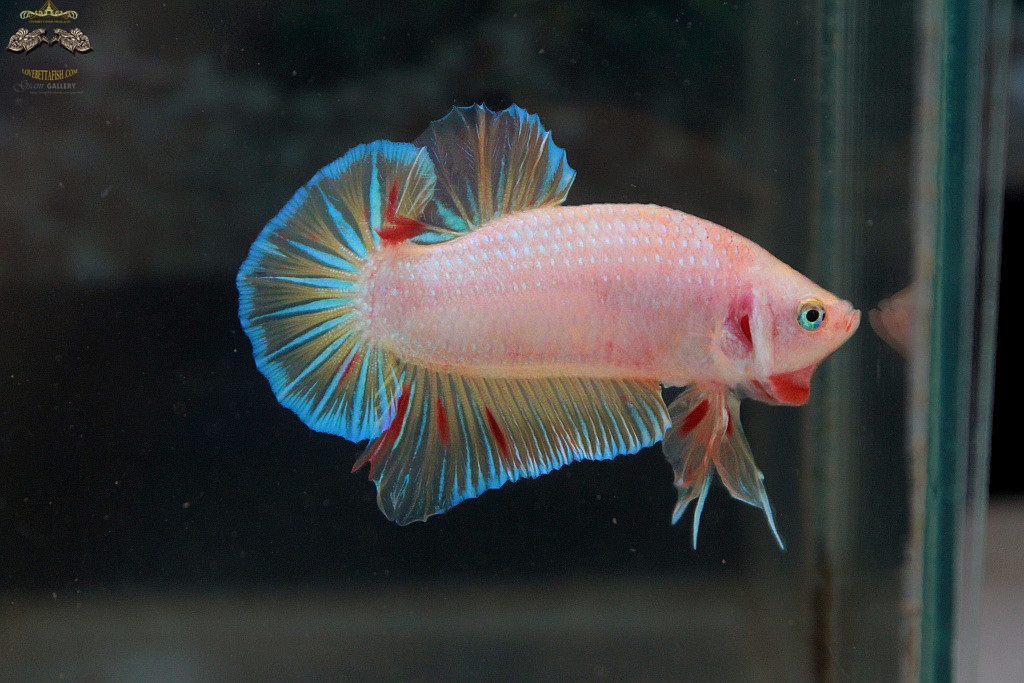 (ขายแล้วครับ)"คัดเกรด"ปลากัดครีบสั้น-Halfmoon Plakats Fancy Dragon Yellow