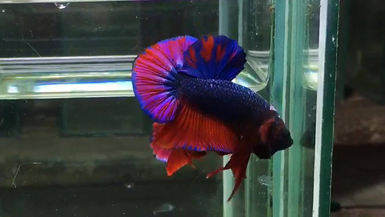 ปลากัดคัดเกรดครีบสั้น - Halfmoon Plakad Fancy Dragon (Red Blue) Quality Grade AAA+