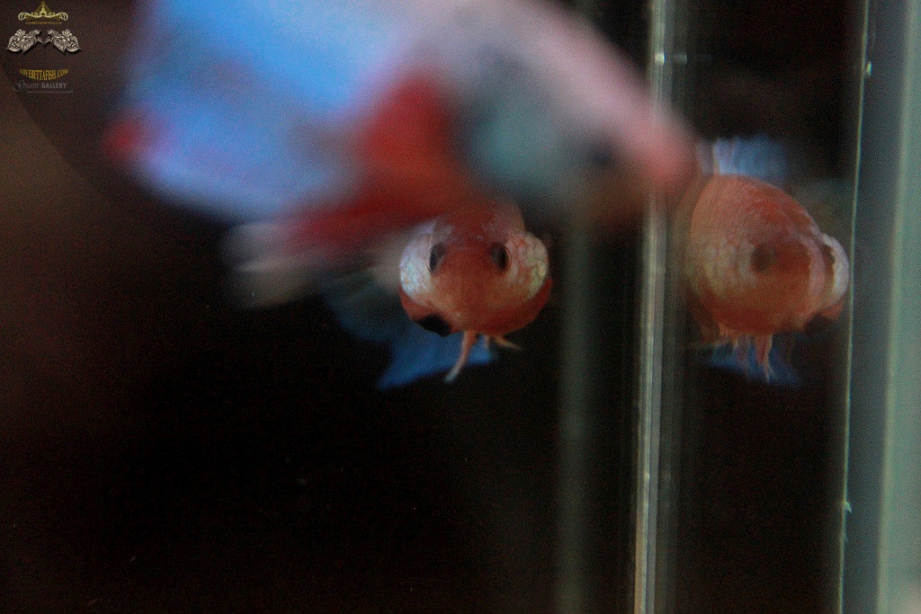 (ขายแล้วครับ)ตอนรับปีใหม่"คัดเกรด"ปลากัดครีบสั้นตัวเมีย-Female Halfmoon Plakats Fancy Pink