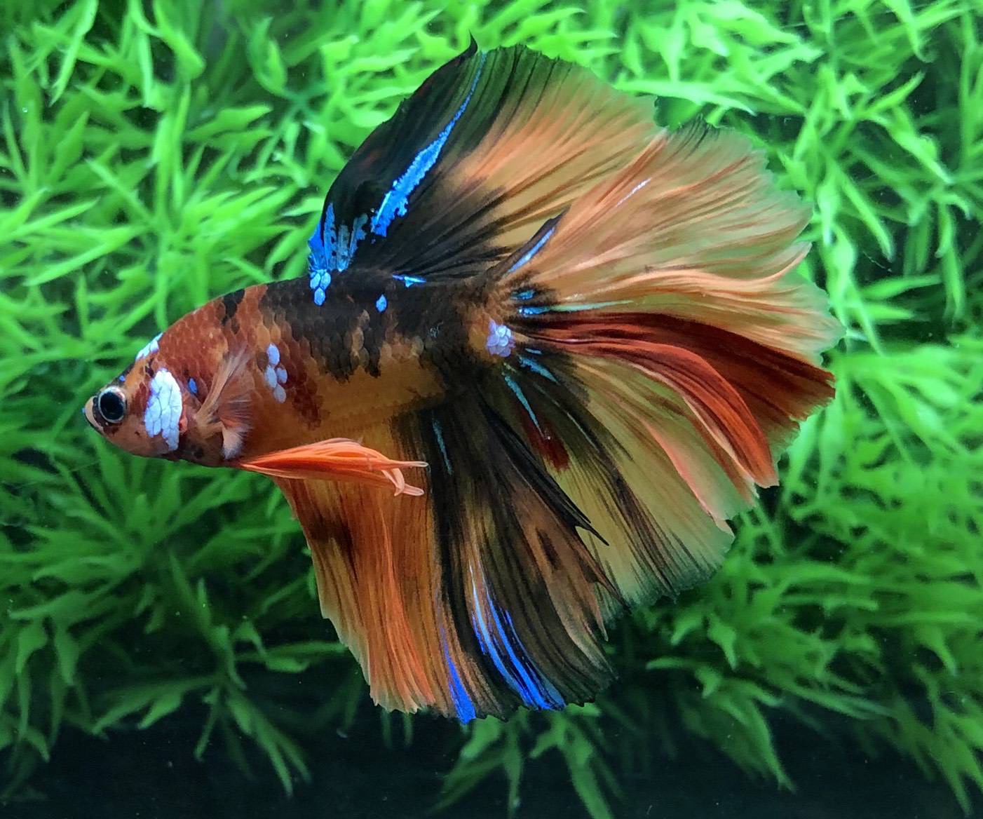 ปลากัดคัดเกรดครีบยาว - Halfmoon Fancy Koi Candy Premium Quality Grade
