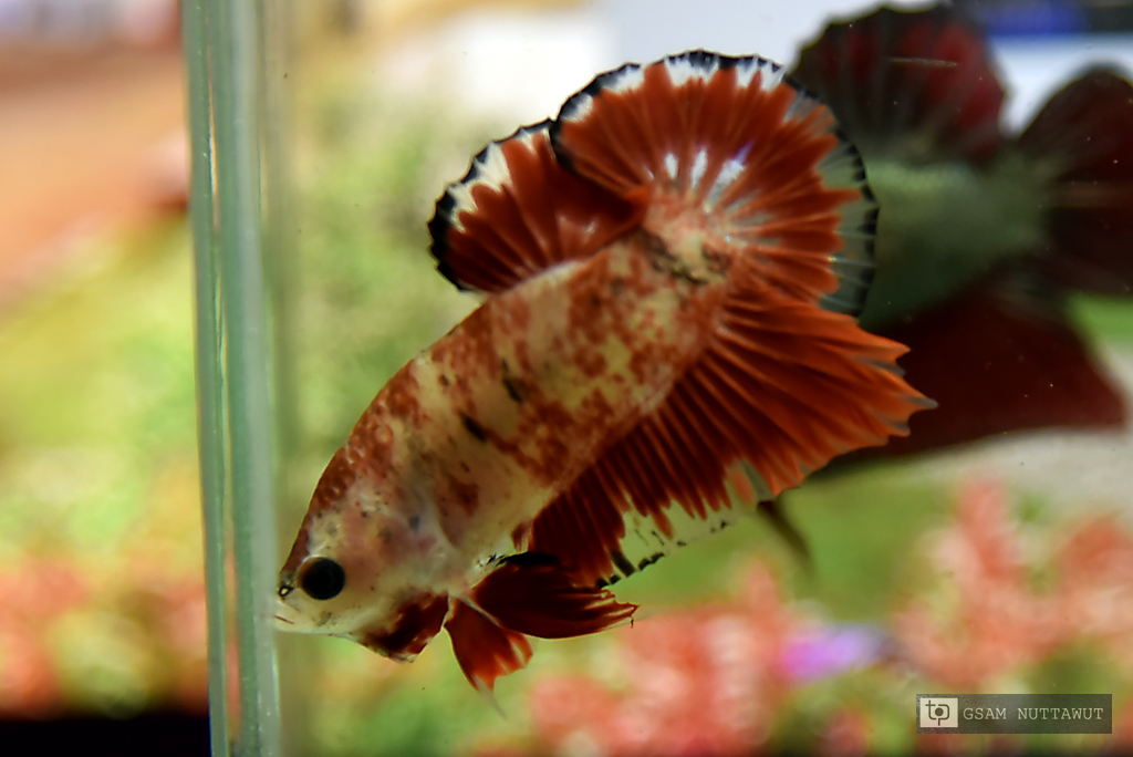 ปลากัดคัดเกรดครีบสั้น - Halfmoon Plakad Red Koi Marble Quality Grade