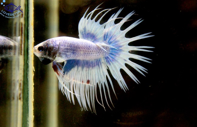 (ขายแล้วครับ)ตอนรับเทศกาล สงกรานต์ ปลากัดครีบยาวหางมงกุฏ-Crowntails Fancy