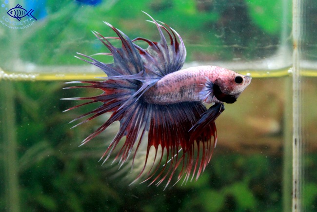 (ขายแล้วครับ)ปลากัดครีบยาวหางมงกุฏ-Crowntails Fancy