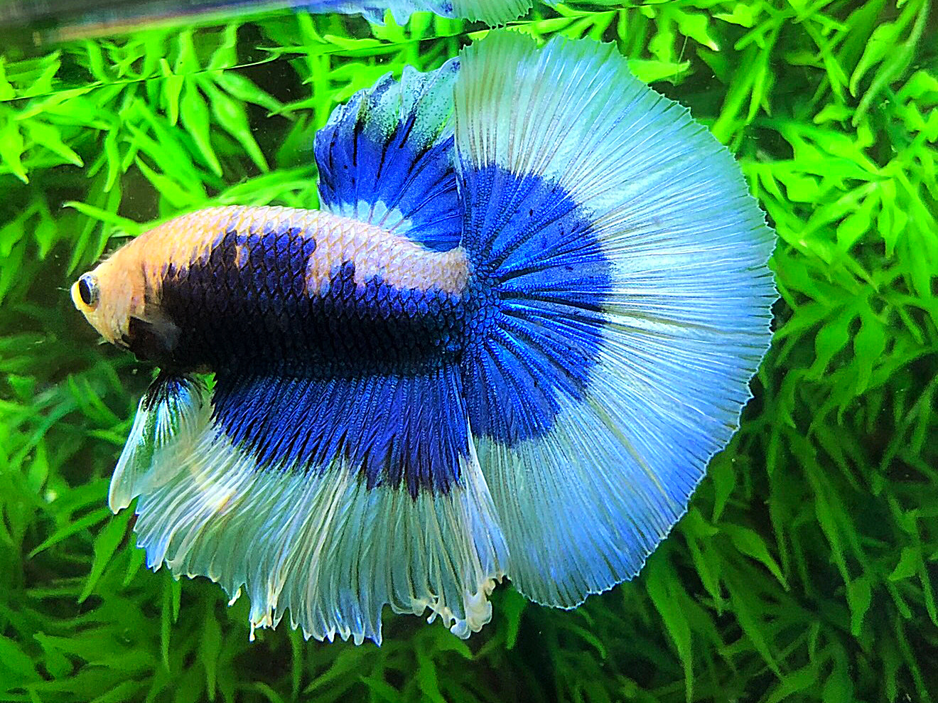 ปลากัดคัดเกรดครีบยาว - Halfmoon Blue Butterfly Premium Quality Grade