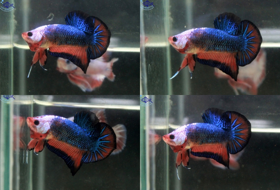 (ขายแล้วครับ)"คัดเกรด"ปลากัดครีบสั้น-Halfmoon Plakats Fancy