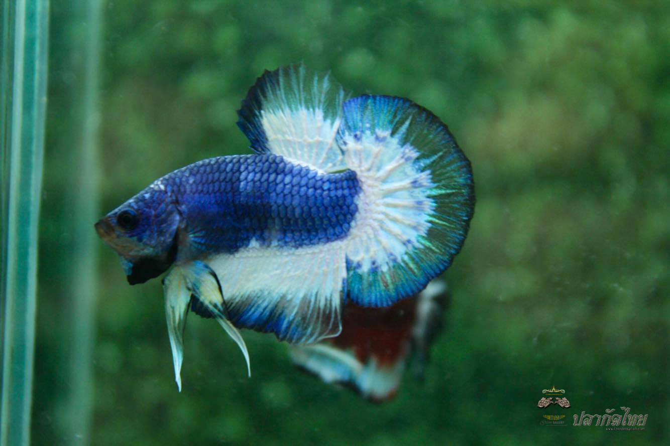 ปลากัดคัดเกรดครีบสั้น - Halfmoon Plakad Blue Marble Quality Grade
