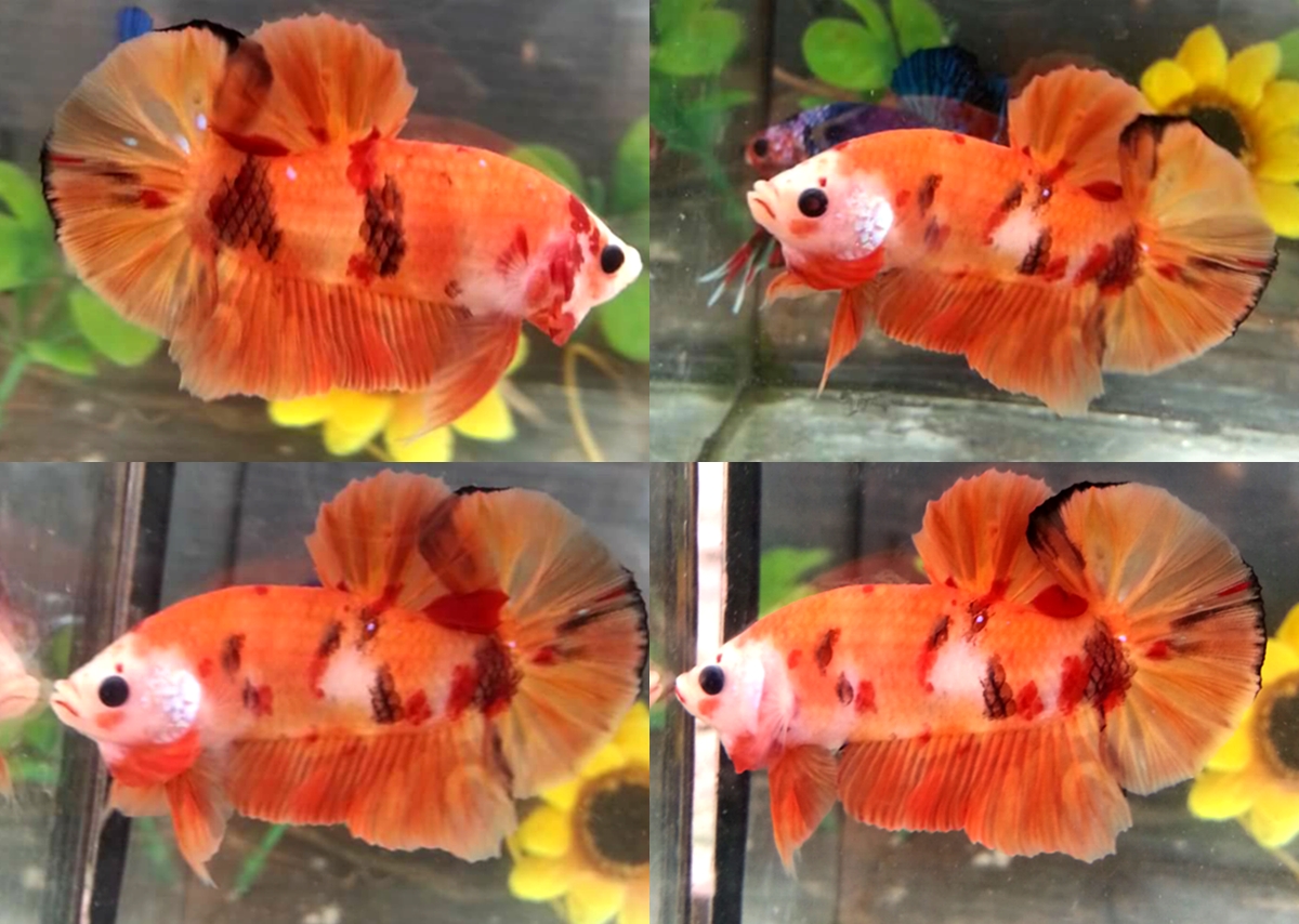 (สามสีพ่อพันธุ์)ปลากัดคัดเกรดครีบสั้น - Halfmoon Plakad Fancy KOI 3 สี Premium Quality Grade