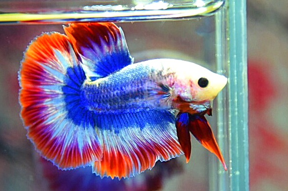 “ลายธงชาติสีสวยฟอร์มคัด”ปลากัดคัดเกรดครีบยาว - Halfmoon Thailand Premium Quality Grade AAA+