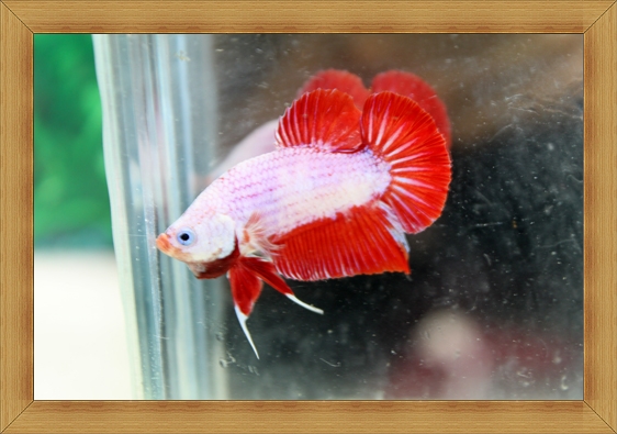 ปลากัดครีบสั้น Halfmoon Plakats