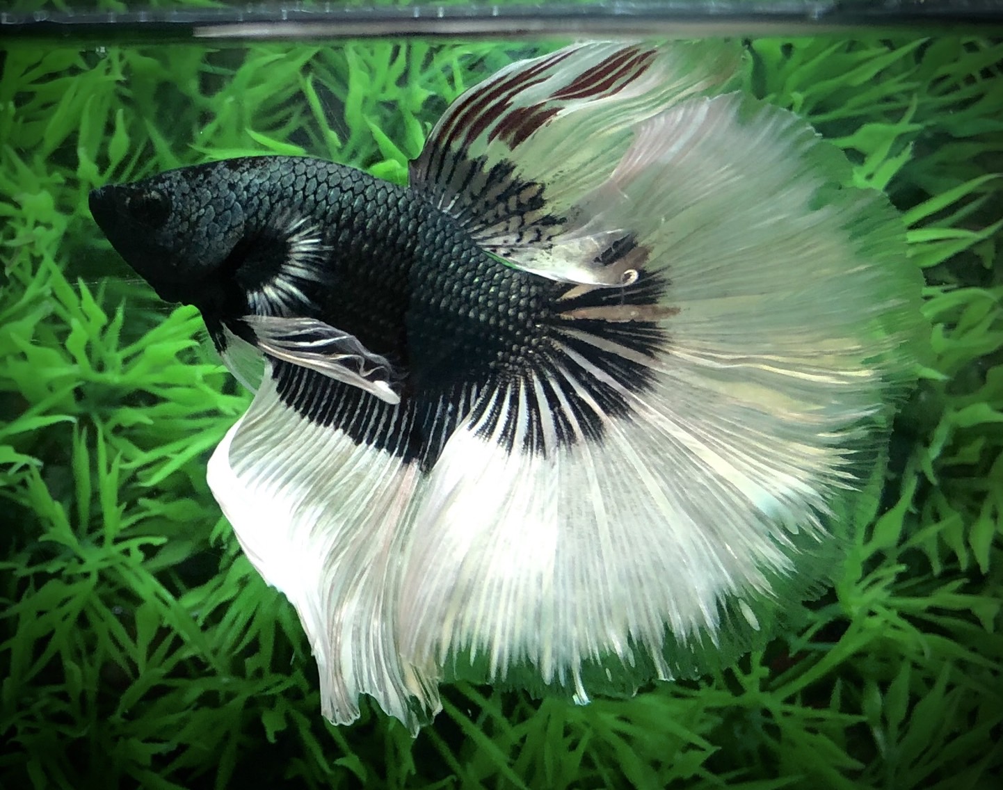 ปลากัดคัดเกรดครีบยาว - Halfmoon Fancy Black Butterfly Premium Quality Grade
