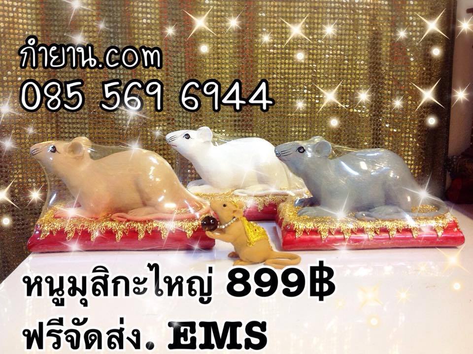 หนูทอง 7"