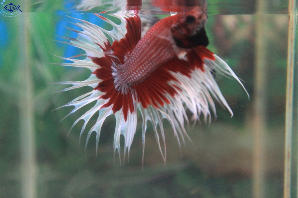 (ขายแล้วครับ)ปลากัดครีบยาวหางมงกุฏ-Crowntails Fancy