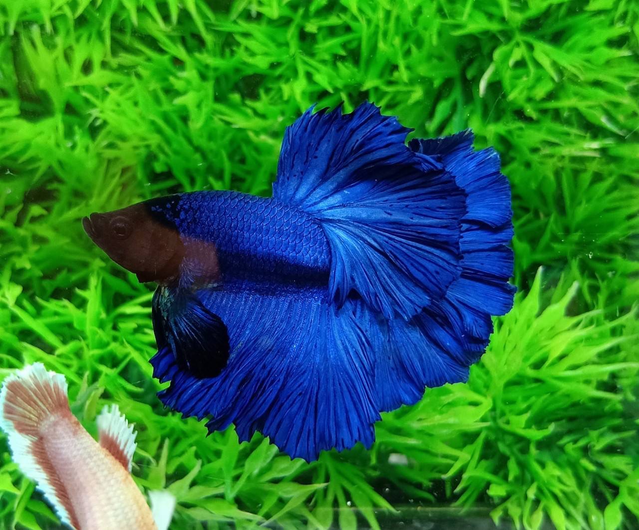ปลากัดคัดเกรดครีบยาว - Halfmoon Super Bluel Colors Premium Quality Grade