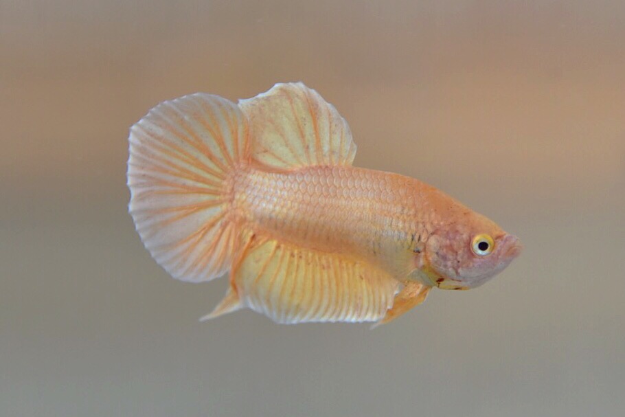 ปลากัดคัดเกรดครีบสั้น - Halfmoon Plakad Gold Quality Grade