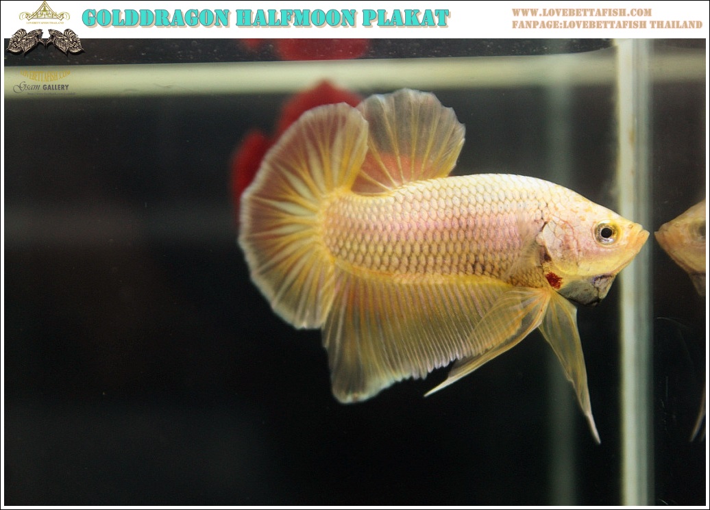 (ขายแล้วครับ)"คัดเกรด"ปลากัดครีบสั้น-Halfmoon Plakats Gold Dragon 003