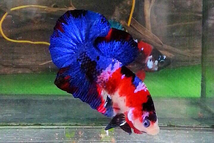 ปลากัดแฟนซีโค่ยกาแลคซี ปลากัดคัดเกรดครีบสั้น - Halfmoon Plakad Fancy Galaxy Premium Quality Grade