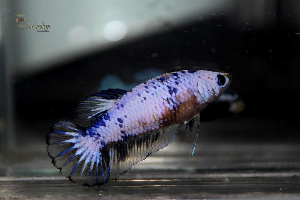 ปลากัดคัดเกรดครีบสั้นตัวเมีย - Halfmoon Plakad Fancy Dragon Premium Quality Grade