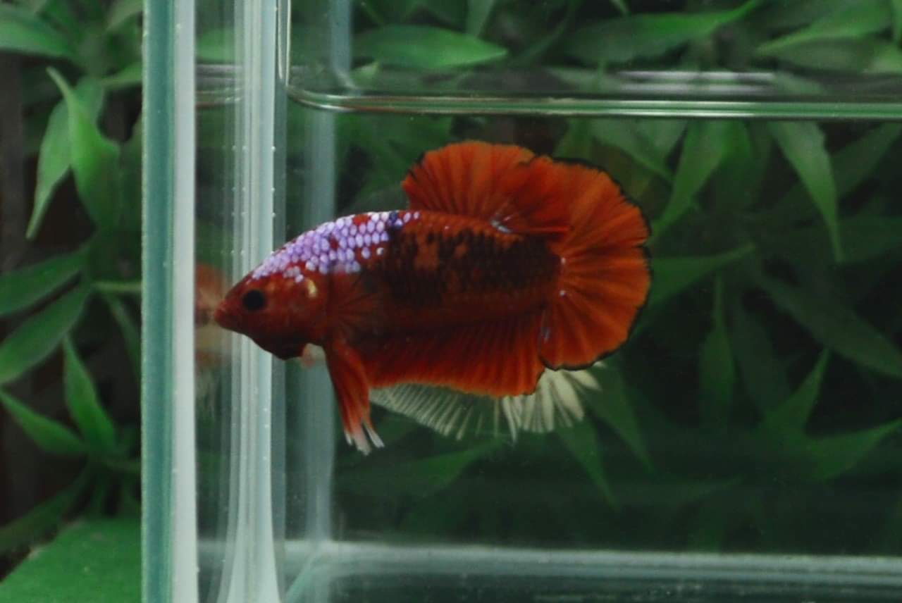 ปลากัดคัดเกรดครีบสั้น - Halfmoon Plakad Fancy Dragon Premium Quality Grade