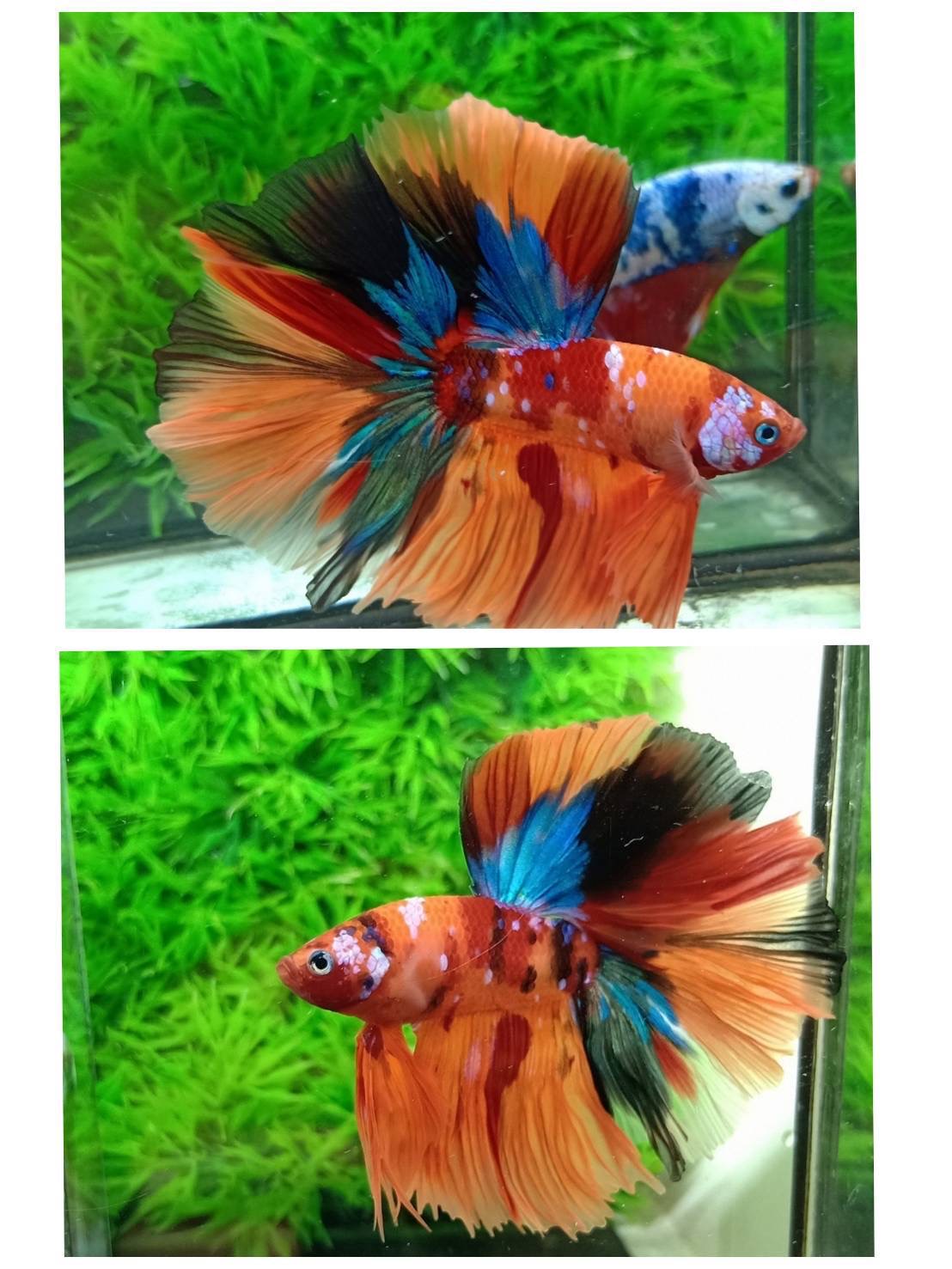 ปลากัดคัดเกรดครีบยาว - Halfmoon Fancy Full Colors Premium Quality Grade