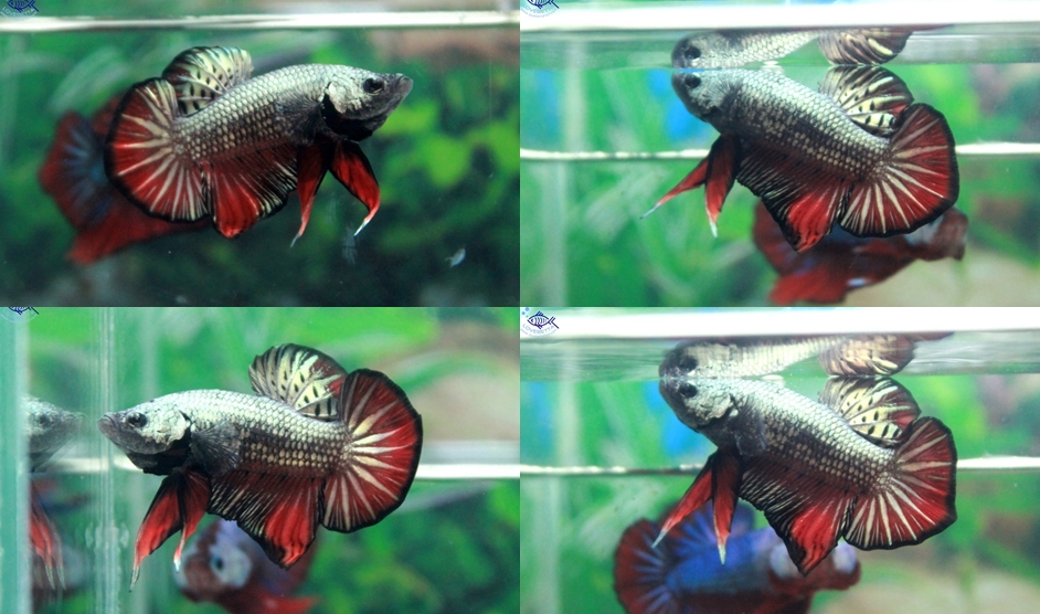 (ขายแล้วครับ)"คัดเกรด"ปลากัดครีบสั้น-Halfmoon Plakats Red Copper