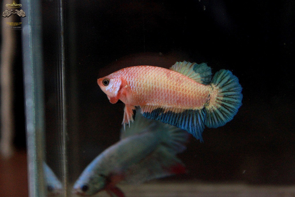 (ขายแล้วครับ)ตอนรับปีใหม่"คัดเกรด"ปลากัดครีบสั้นตัวเมีย-Female Halfmoon Plakats Fancy Pink