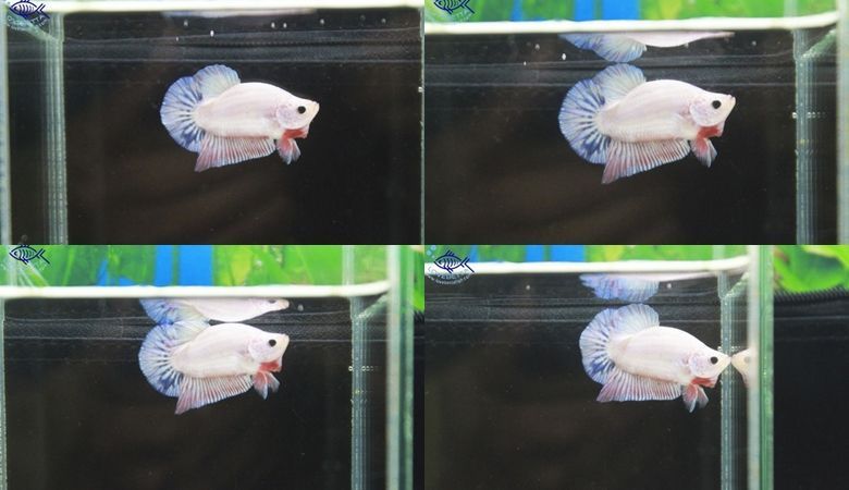 ปลากัด Short Body-Halfmoon Plakats Fancy
