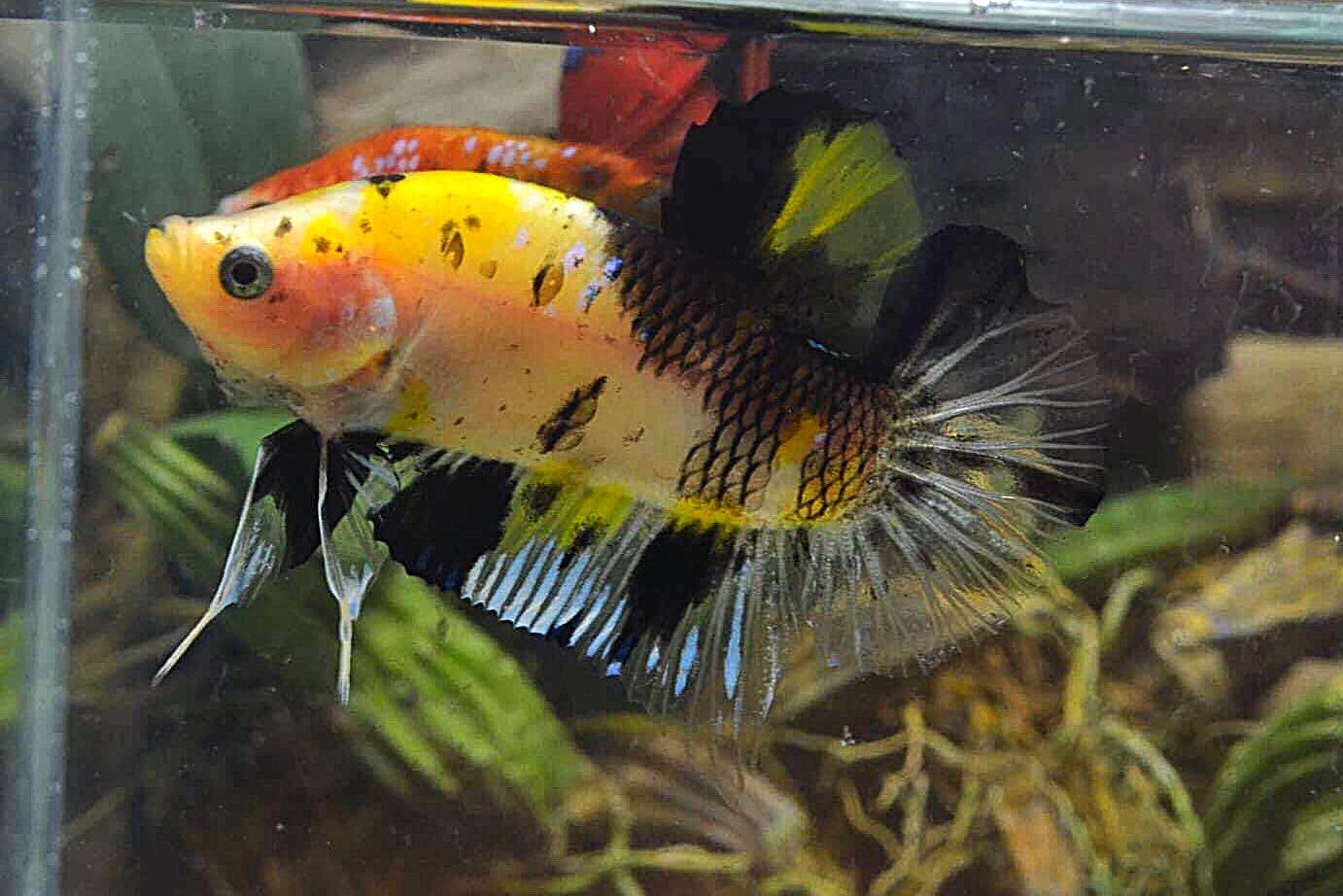 ปลากัดคัดเกรดครีบสั้น - Halfmoon Plakad Fancy Yellow Koi Quality Grade