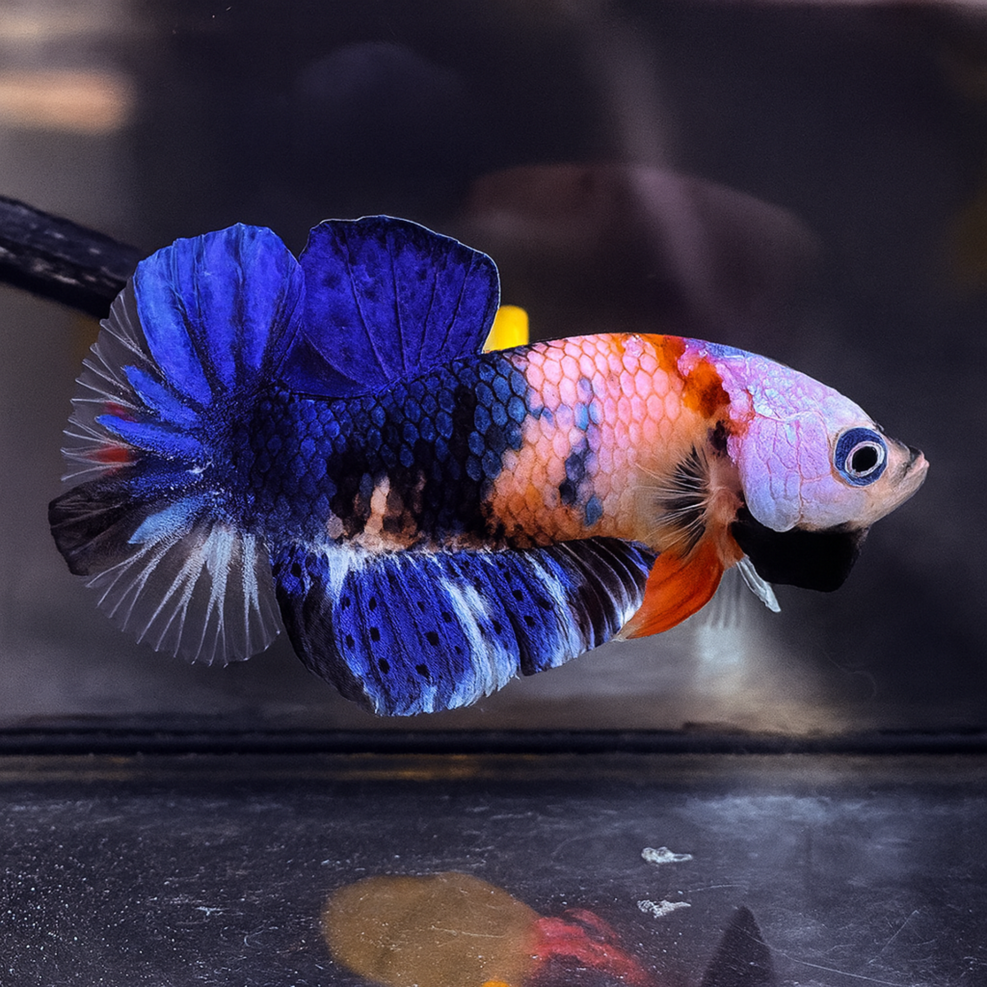 "จับคู่ ตัวผู้+ตัวเมีย" ปลากัดคัดเกรดครีบสั้น- Halfmoon Plakad Fancy Dragon