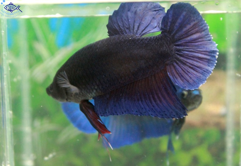 (ขายแล้วครับ)"คัดเกรด"ปลากัดยักษ์ครีบสั้น-Giant Fancy Lavender