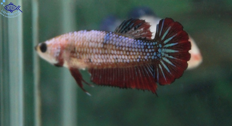 (ขายแล้วครับ)"คัดเกรด"ปลากัดครีบสั้นตัวเมีย-Female Halfmoon Plakats Fancy