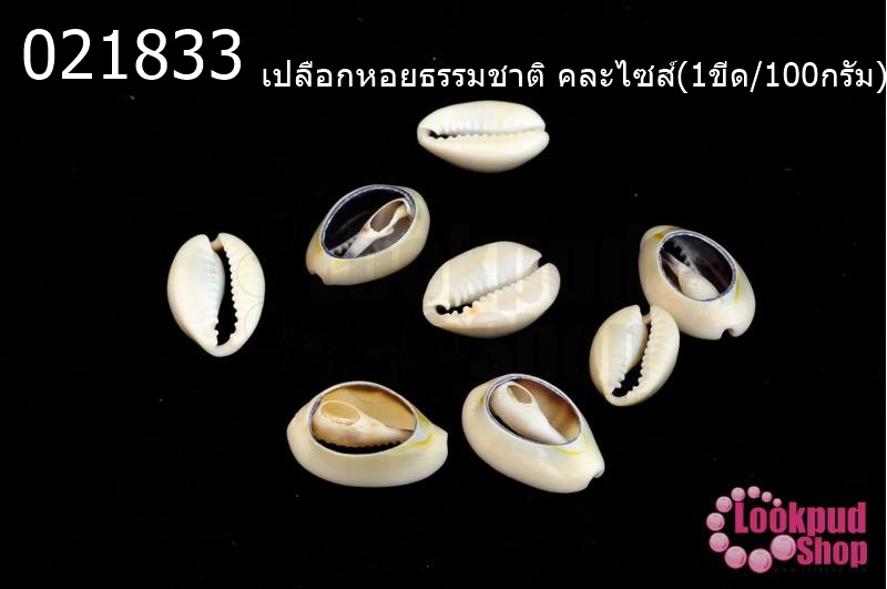 เปลือกหอยธรรมชาติ คละไซส์(1ขีด/100กรัม)