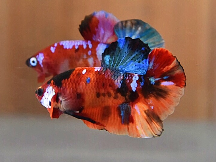 'นีโม่ ลายเสือ'ปลากัดคัดเกรดครีบสั้น - Halfmoon Plakad Fancy Nemo Tiger Premium Quality Grade