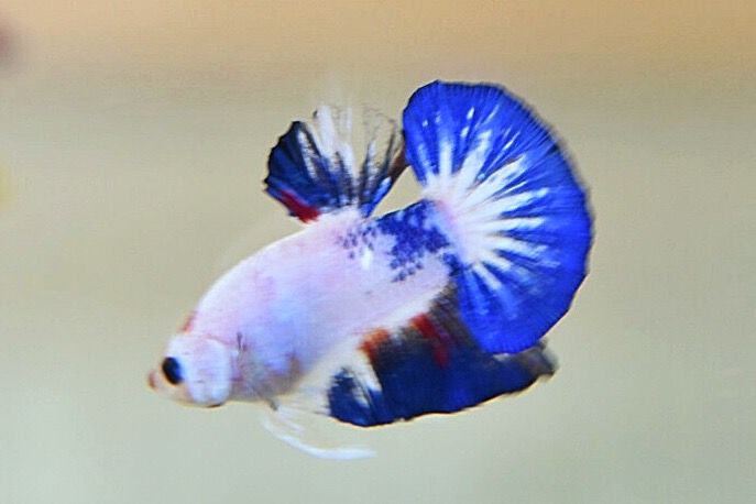 ปลากัดคัดเกรดครีบสั้น - Halfmoon Plakad Fancy Dragon Quality Grade