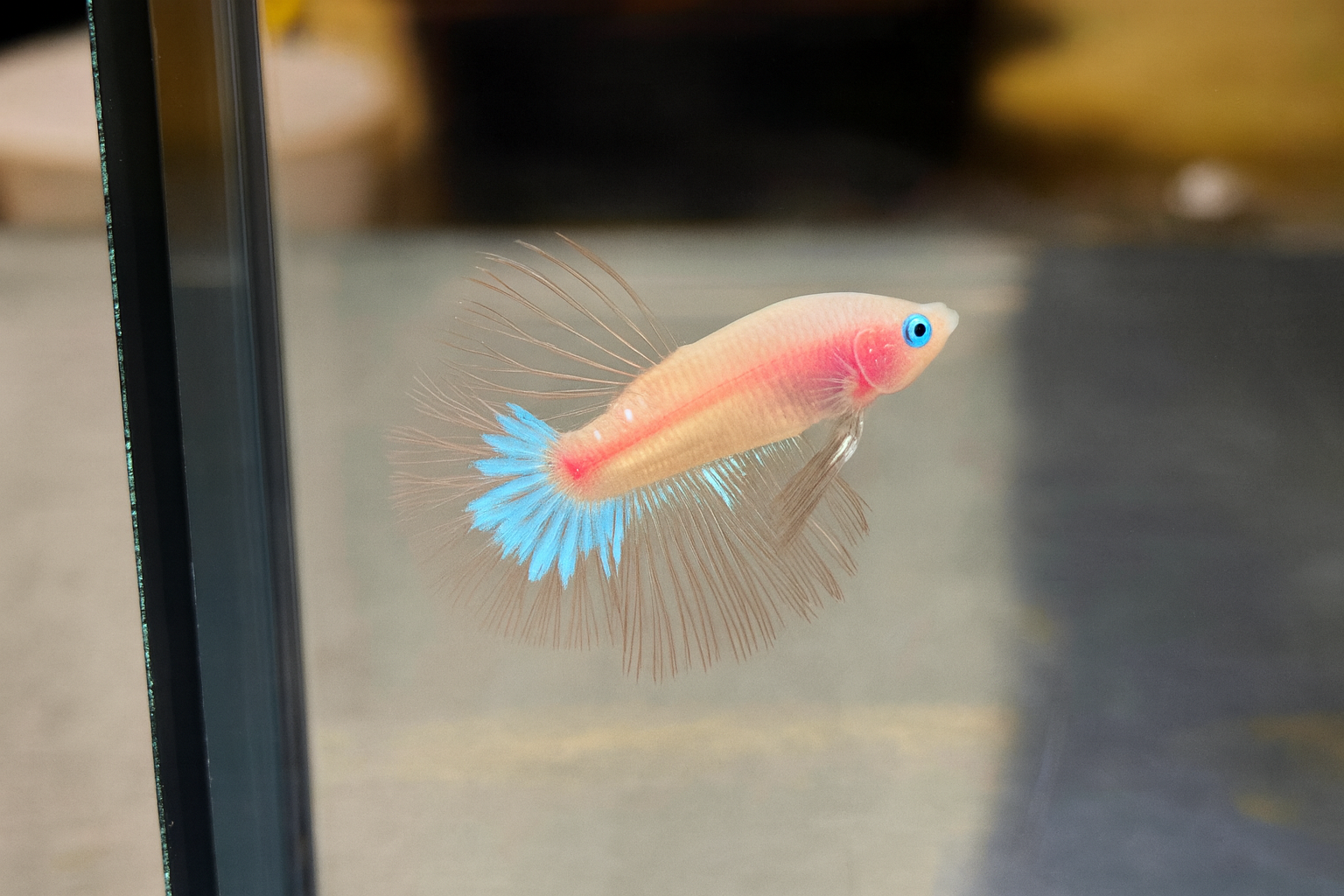 ปลากัดคัดเกรดครีบยาว- Halfmoon ตัวใส แฟนซี Quality Grade