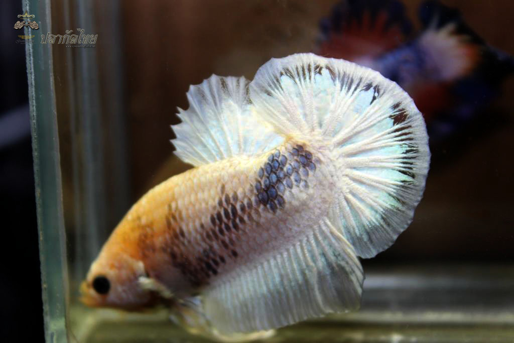 ปลาใหญ่ขนาดเกือบ 1.8-1.9 นิ้ว ปลากัดคัดเกรดครีบ - Halfmoon Plakad Fancy White Dragon Premium Quality Grade