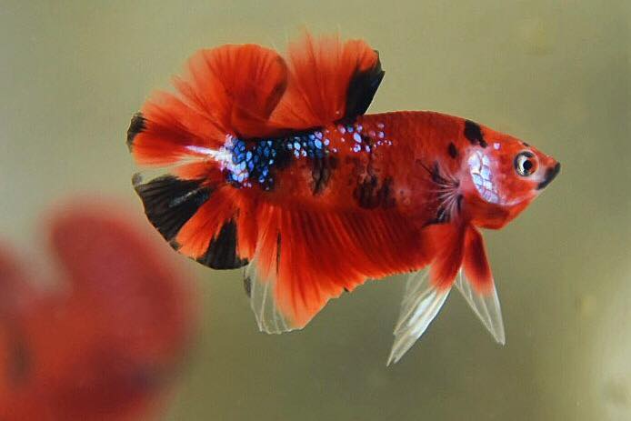"เนื้อแดงลายปลาคราฟ" ปลากัดคัดเกรดครีบสั้น - Halfmoon Plakad Fancy Red Koi Premium Quality Grade