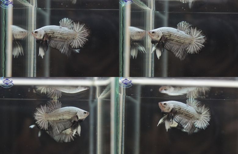 (ขายแล้วครับ)"คัดเกรด"ปลากัดครีบสั้น-Halfmoon Plakats Black Dragon#3