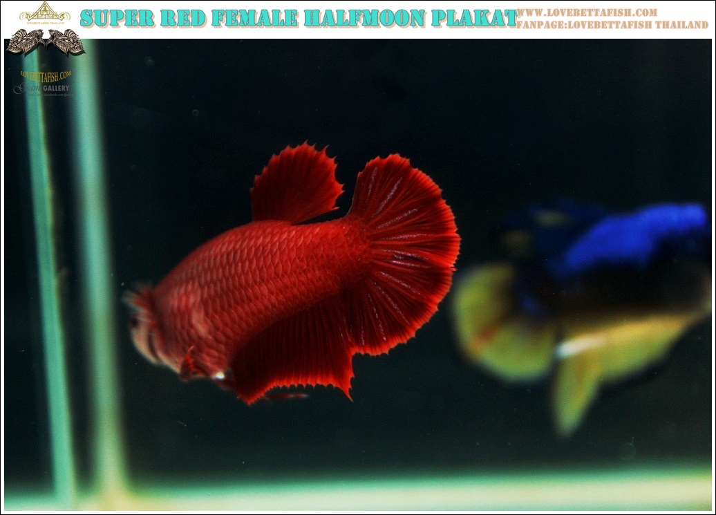 (ขายแล้วครับ)"คัดเกรด"ปลากัดครีบสั้นตัวเมีย-Female Halfmoon Plakats Super Red Grade A++